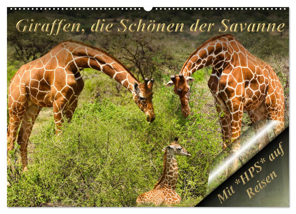 Girafes, les belles de la savane (Calendrier mural CALVENDO 2024) 