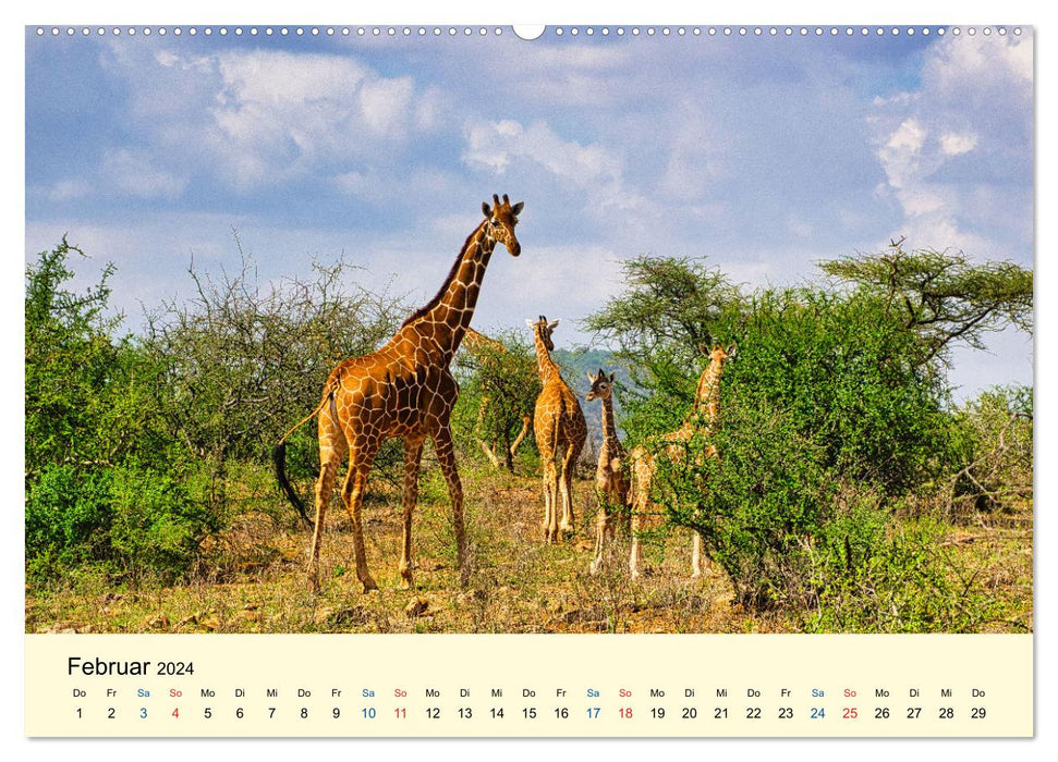 Girafes, les belles de la savane (Calendrier mural CALVENDO 2024) 