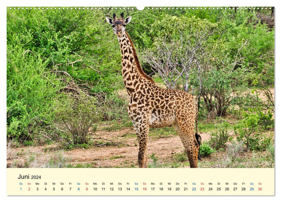 Girafes, les belles de la savane (Calendrier mural CALVENDO 2024) 