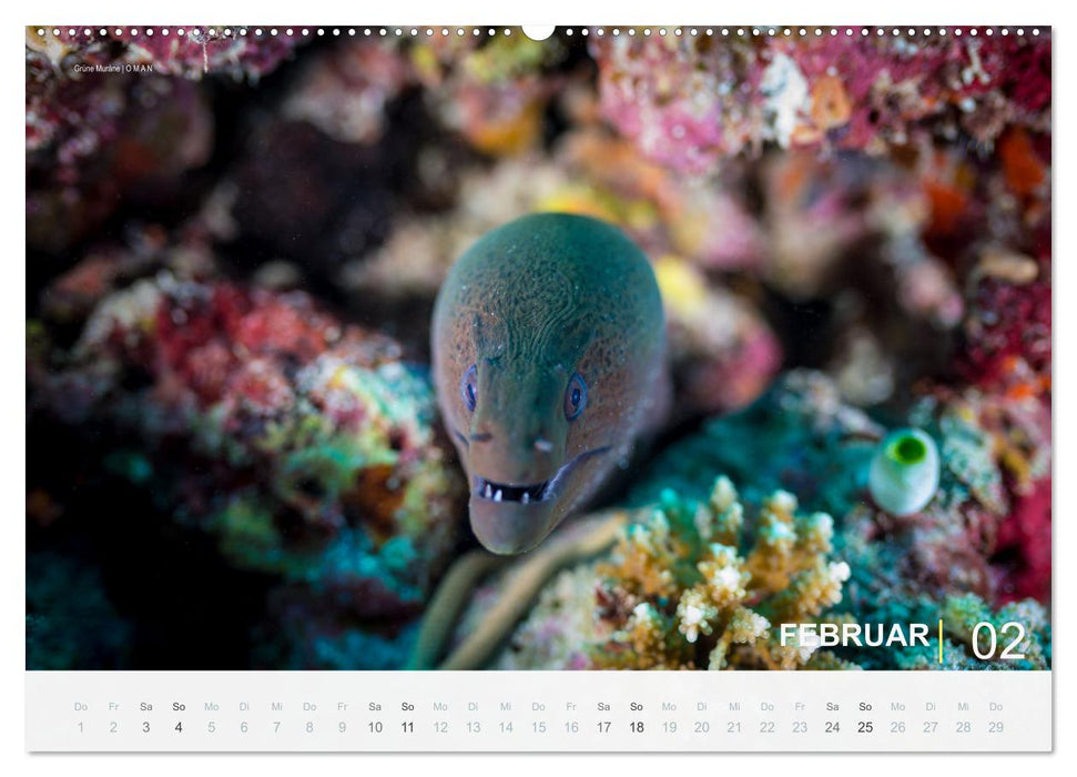Einfach Tauchen - Wunderbare Tauchplätze und Korallenriffe (CALVENDO Premium Wandkalender 2024)