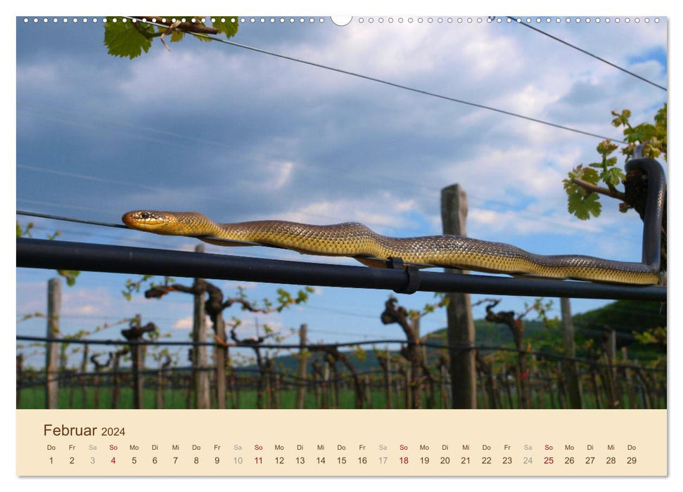 Schlangen Europas (CALVENDO Wandkalender 2024)