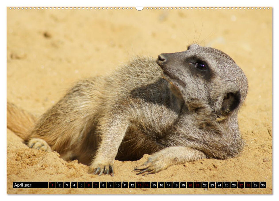 Lustige Erdmännchen (CALVENDO Wandkalender 2024)