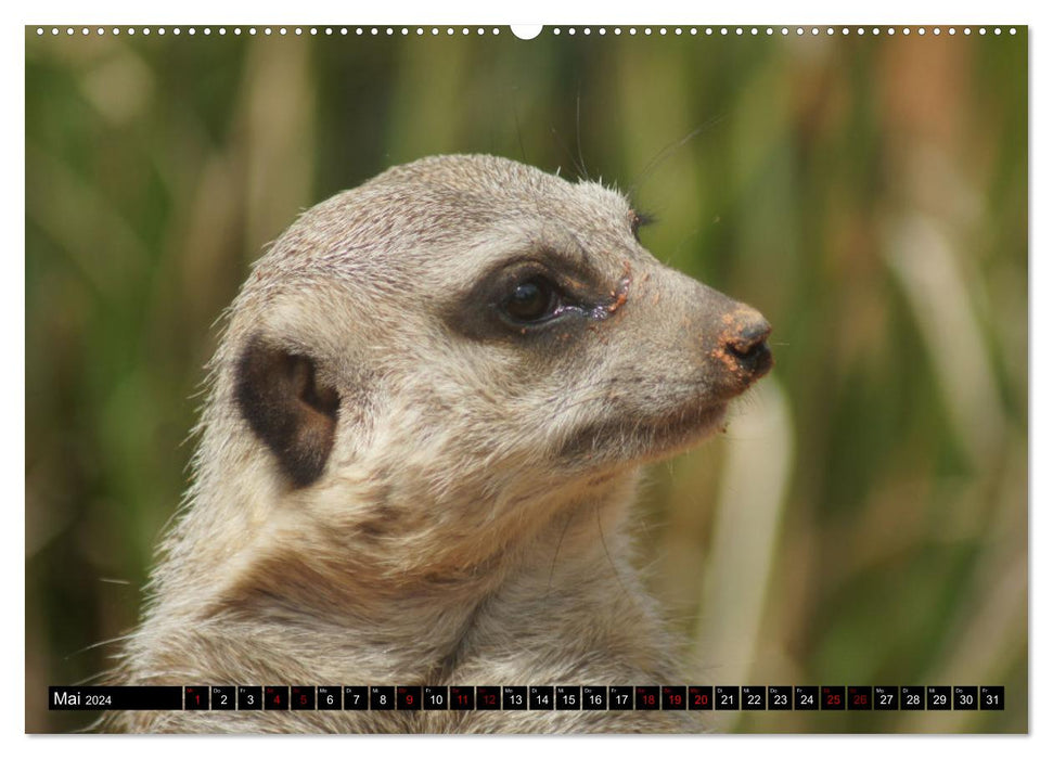 Lustige Erdmännchen (CALVENDO Wandkalender 2024)