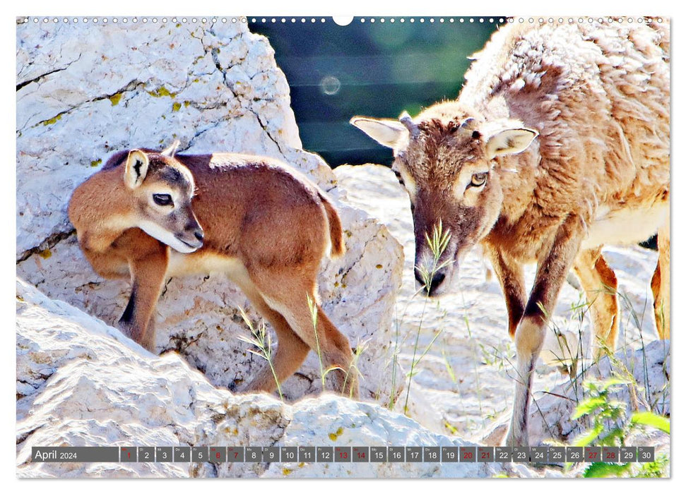 Tiere im Wildgehege Meßstetten EV (CALVENDO Wandkalender 2024)