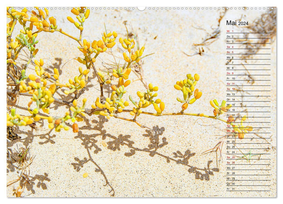 Traumhaftes Reiseziel - Boa Vista Urlaubsplaner (CALVENDO Wandkalender 2024)