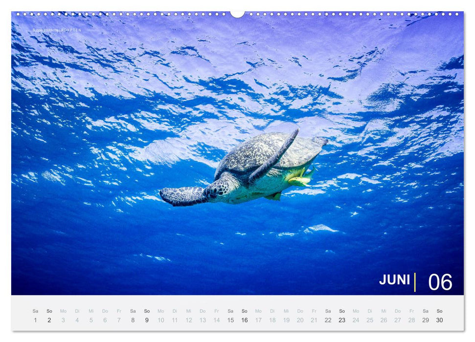 Einfach Tauchen - Wunderbare Tauchplätze und Korallenriffe (CALVENDO Wandkalender 2024)