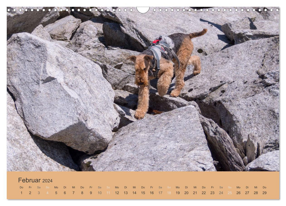 Berg-Hunde-Sport (CALVENDO Wandkalender 2024)