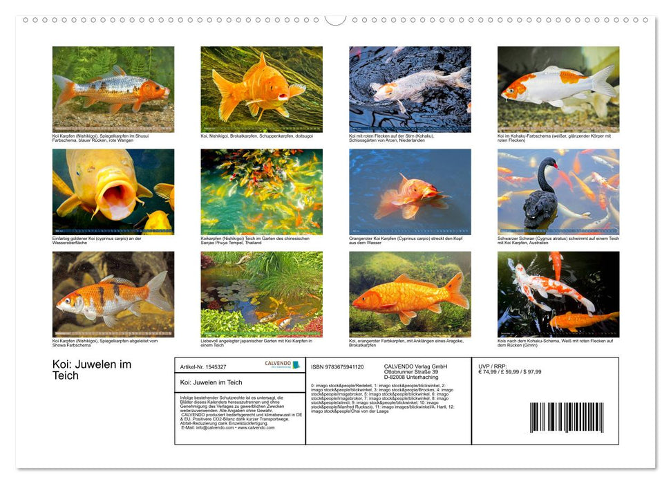 Koi : Joyaux dans l'étang (Calvendo Premium Wall Calendar 2024) 