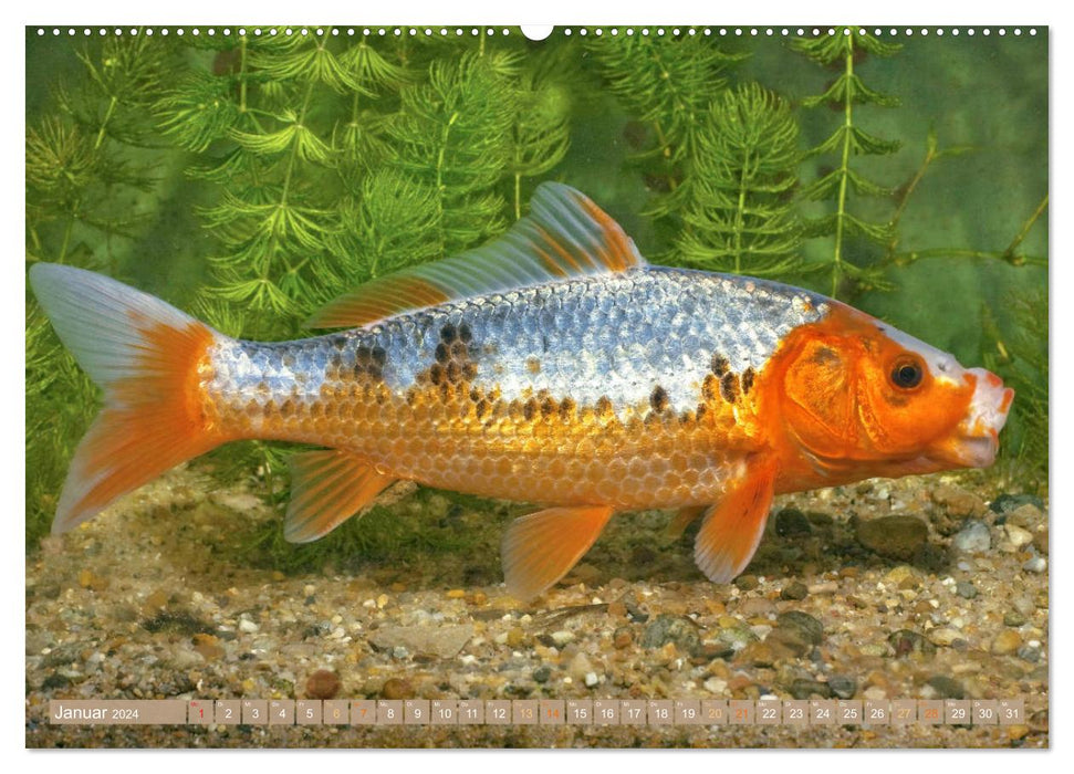 Koi : Joyaux dans l'étang (Calvendo Premium Wall Calendar 2024) 