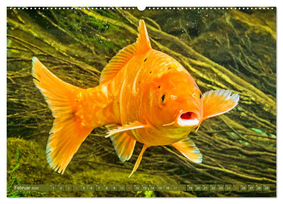 Koi : Joyaux dans l'étang (Calvendo Premium Wall Calendar 2024) 