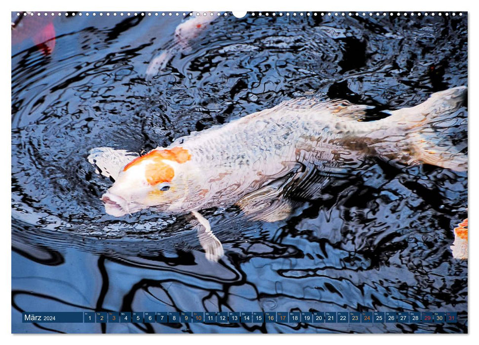 Koi : Joyaux dans l'étang (Calvendo Premium Wall Calendar 2024) 