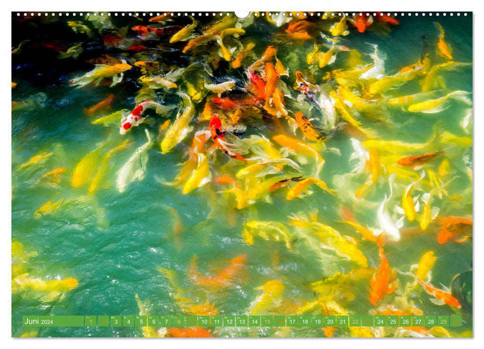 Koi : Joyaux dans l'étang (Calvendo Premium Wall Calendar 2024) 