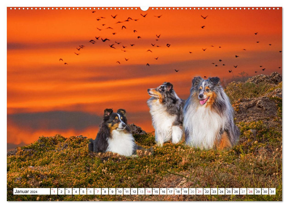 Chien de berger des îles Shetland - Chien de berger des Shetland (Calendrier mural CALVENDO Premium 2024) 