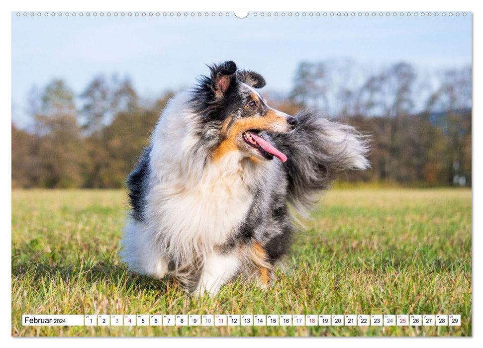 Hütehund der Shetland Inseln - Shetland Sheepdog (CALVENDO Premium Wandkalender 2024)