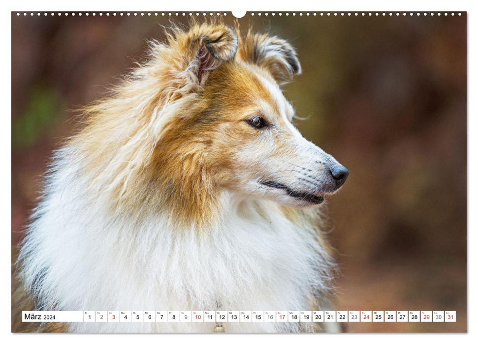 Chien de berger des îles Shetland - Chien de berger des Shetland (Calendrier mural CALVENDO Premium 2024) 