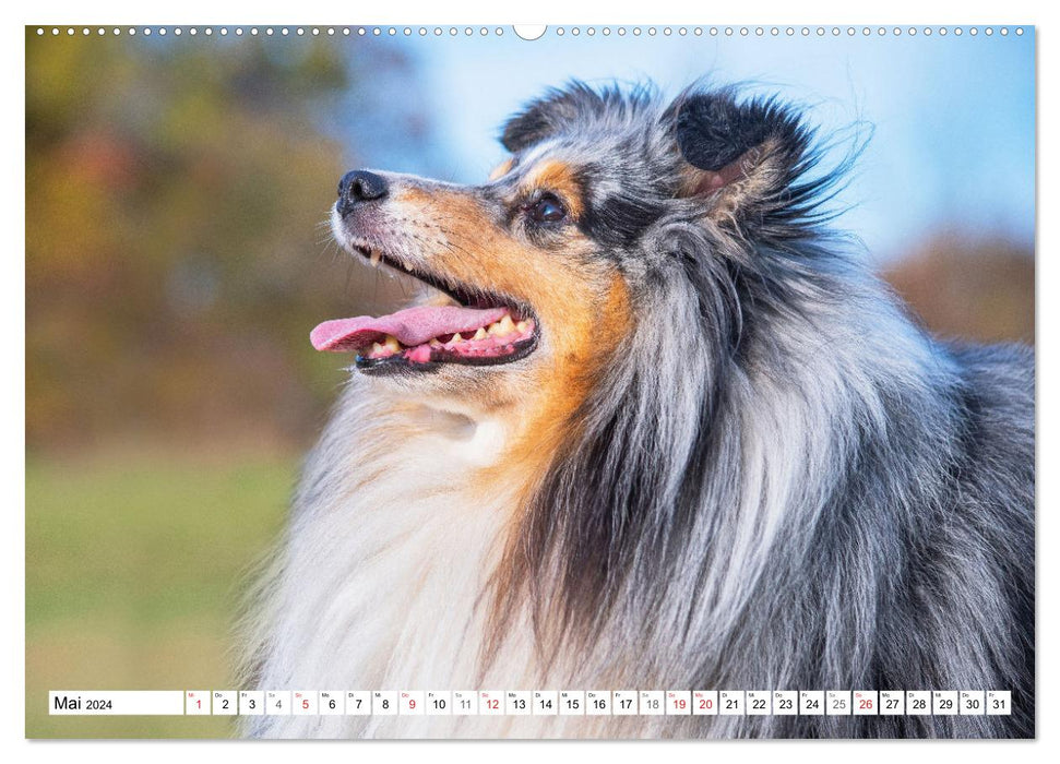 Hütehund der Shetland Inseln - Shetland Sheepdog (CALVENDO Premium Wandkalender 2024)