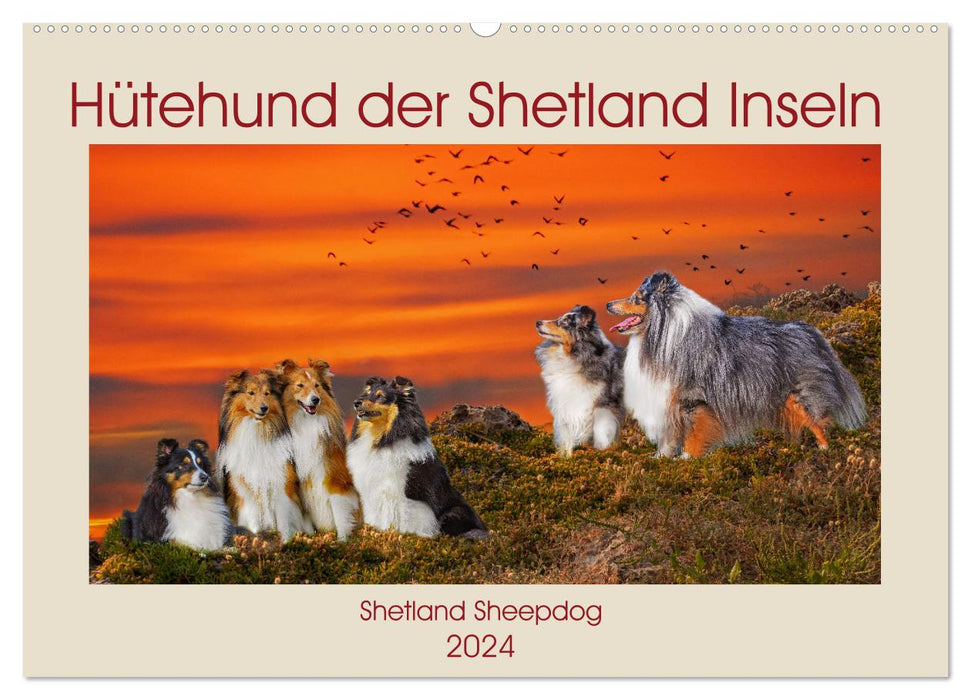 Chien de berger des îles Shetland - Chien de berger des Shetland (Calendrier mural CALVENDO 2024) 