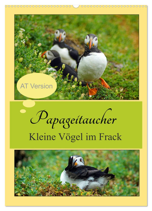 Papageitaucher Kleine Vögel im Frack AT Version (CALVENDO Wandkalender 2024)