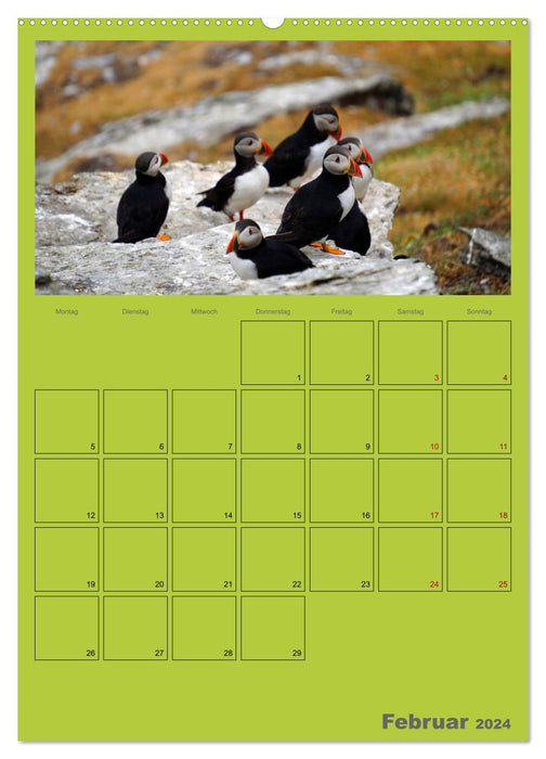 Papageitaucher Kleine Vögel im Frack AT Version (CALVENDO Wandkalender 2024)