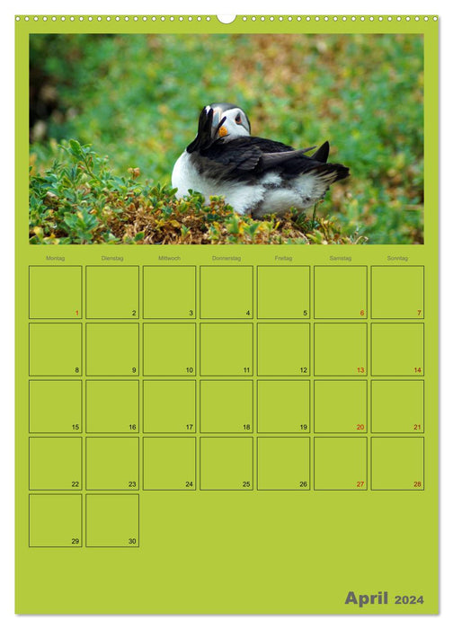 Papageitaucher Kleine Vögel im Frack AT Version (CALVENDO Wandkalender 2024)