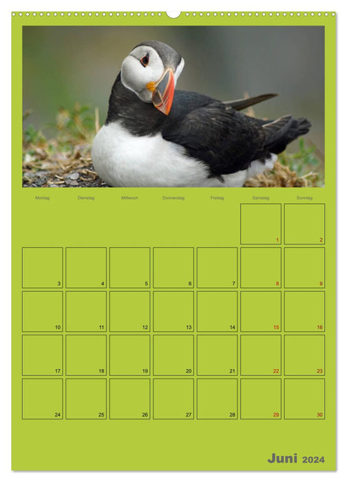 Papageitaucher Kleine Vögel im Frack AT Version (CALVENDO Wandkalender 2024)