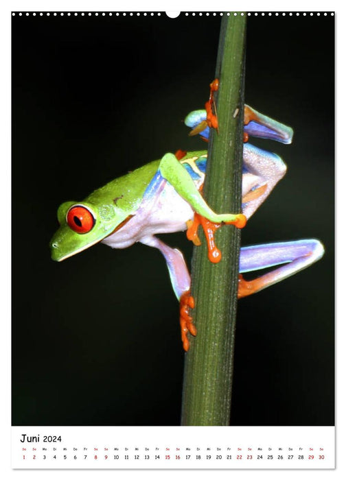 Costa Rica - Fauna & Flora (CALVENDO Wandkalender 2024)
