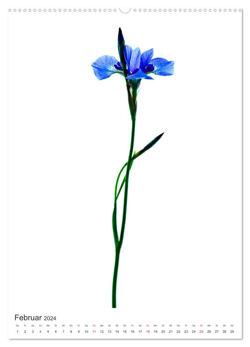 Pure flowers (CALVENDO Premium Wall Calendar 2024) 