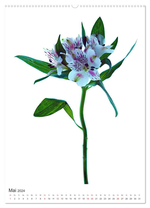 Pure flowers (CALVENDO Premium Wall Calendar 2024) 