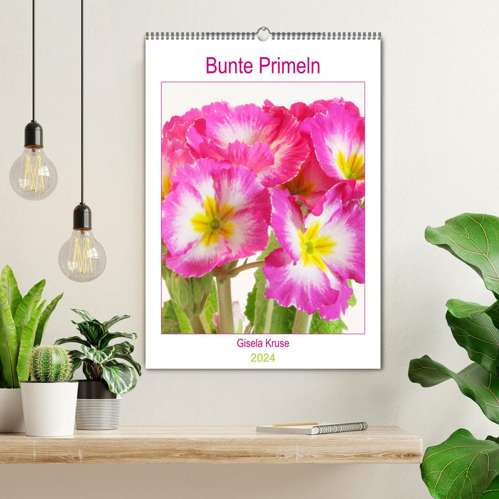 Colorful primroses (CALVENDO wall calendar 2024) 