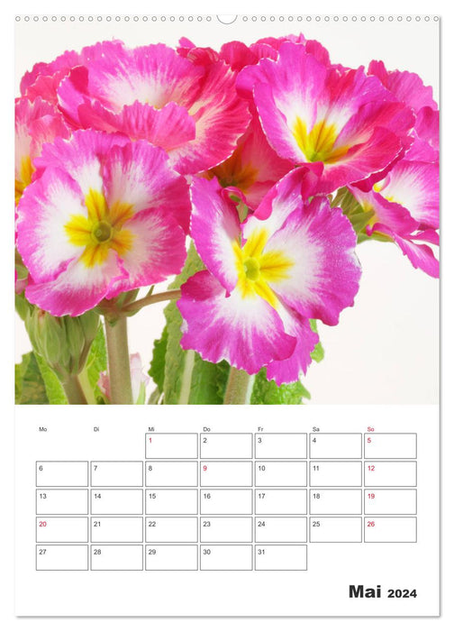 Colorful primroses (CALVENDO wall calendar 2024) 