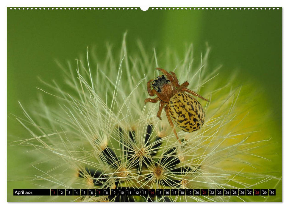 Little eight-legged friends (CALVENDO wall calendar 2024) 