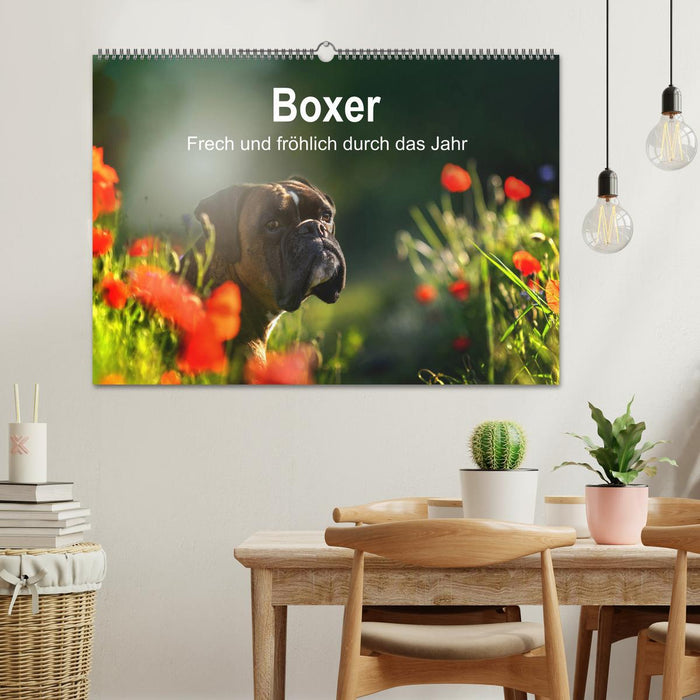 Boxer Cheeky and cheerful throughout the year (CALVENDO wall calendar 2024) 