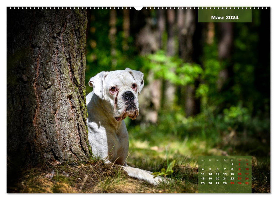 Boxer Frech und fröhlich durch das Jahr (CALVENDO Wandkalender 2024)