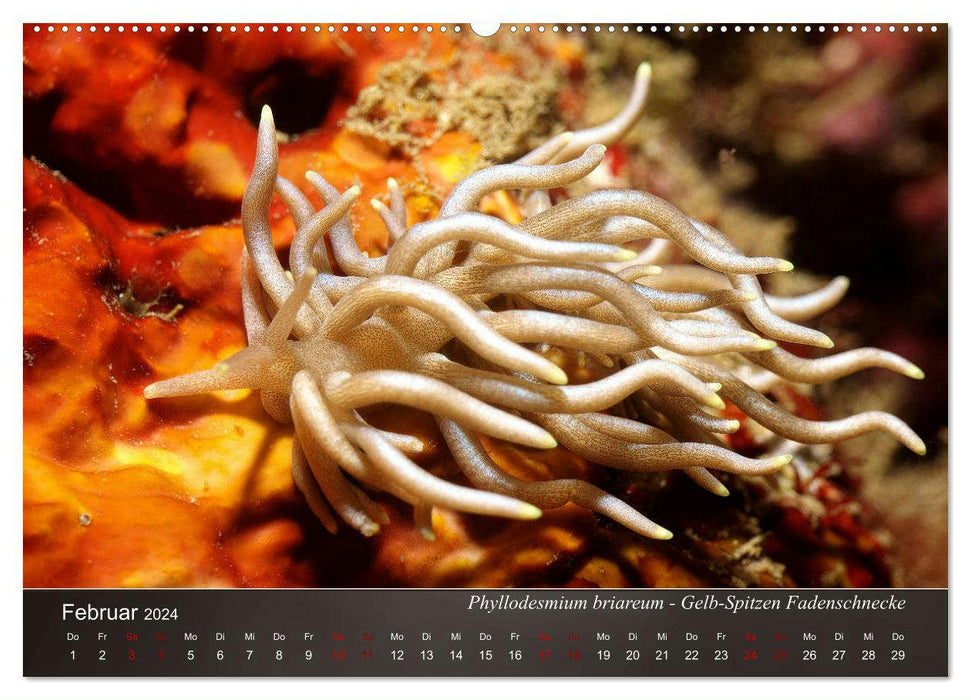 Nacktschnecken am Meeresgrund (CALVENDO Premium Wandkalender 2024)
