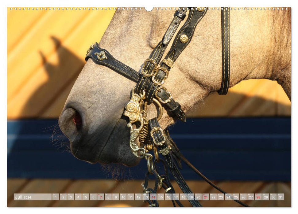 Pferdenasen (CALVENDO Premium Wandkalender 2024)