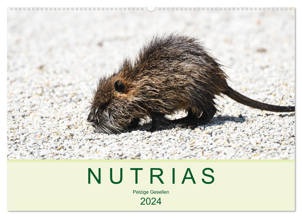 NUTRIAS - Pelzige Gesellen (CALVENDO Wandkalender 2024)