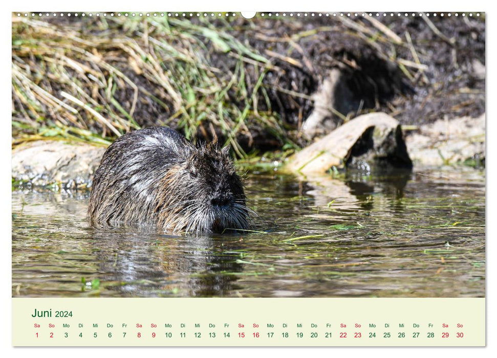 NUTRIAS - Pelzige Gesellen (CALVENDO Wandkalender 2024)