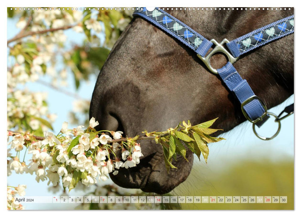 Pferdenasen (CALVENDO Wandkalender 2024)