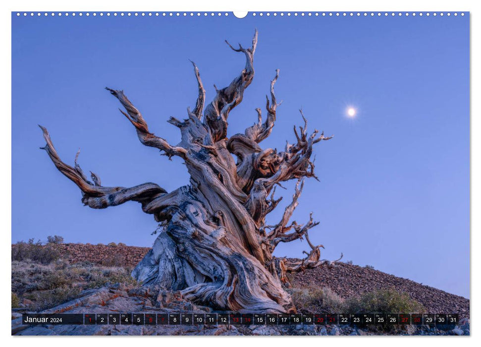 Naturwunder Kalifornien (CALVENDO Premium Wandkalender 2024)
