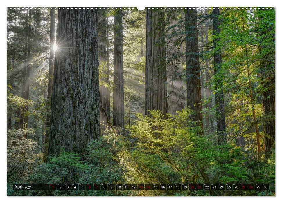 Naturwunder Kalifornien (CALVENDO Premium Wandkalender 2024)