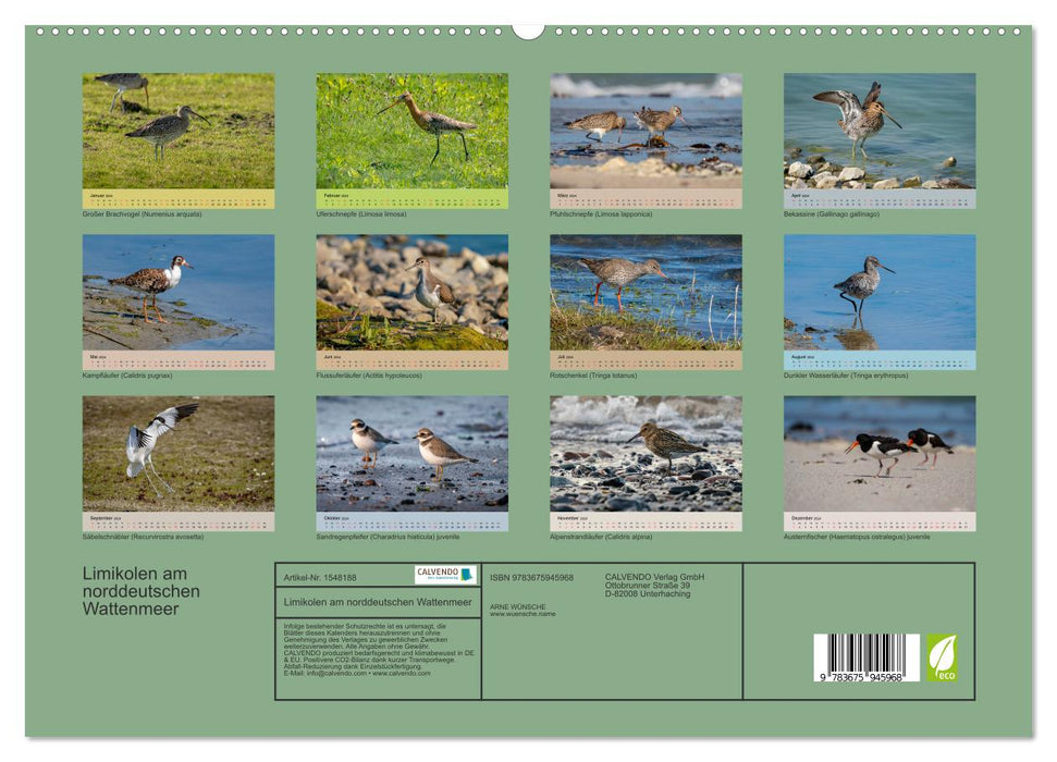 Limikolen - Watvögel am norddeutschen Wattenmeer (CALVENDO Premium Wandkalender 2024)