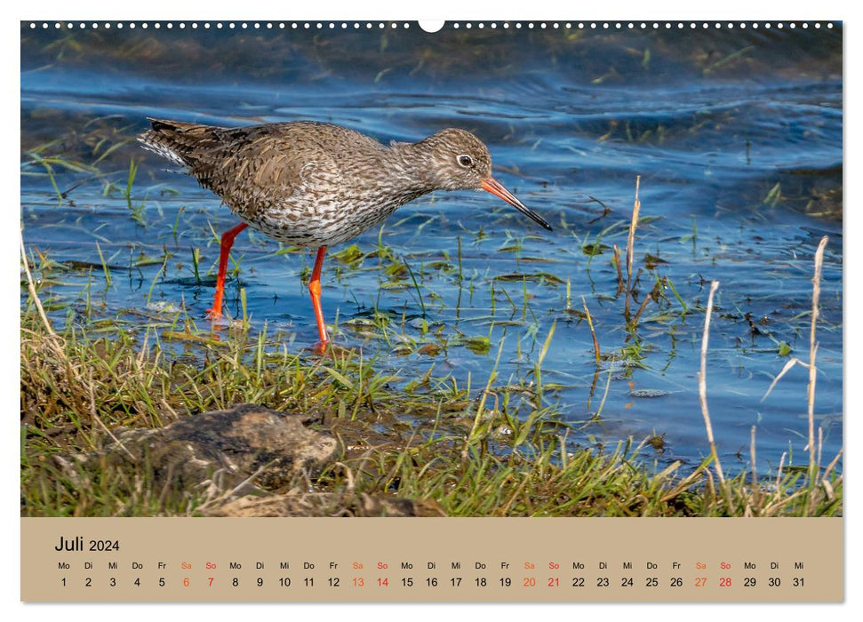 Limikolen - Watvögel am norddeutschen Wattenmeer (CALVENDO Premium Wandkalender 2024)