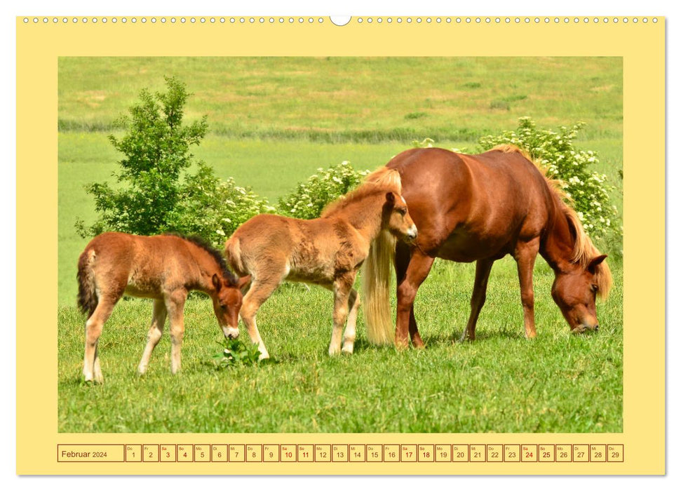 Fohlen, glücklich in der Herde (CALVENDO Premium Wandkalender 2024)