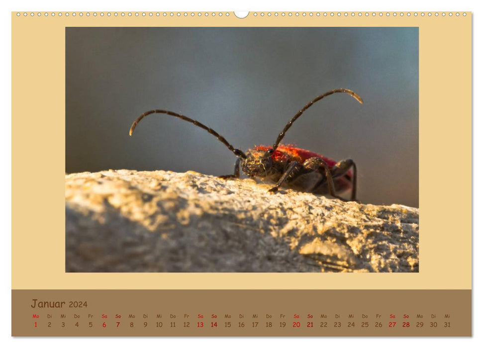 Insekten - wertvolle Gäste im Garten (CALVENDO Premium Wandkalender 2024)