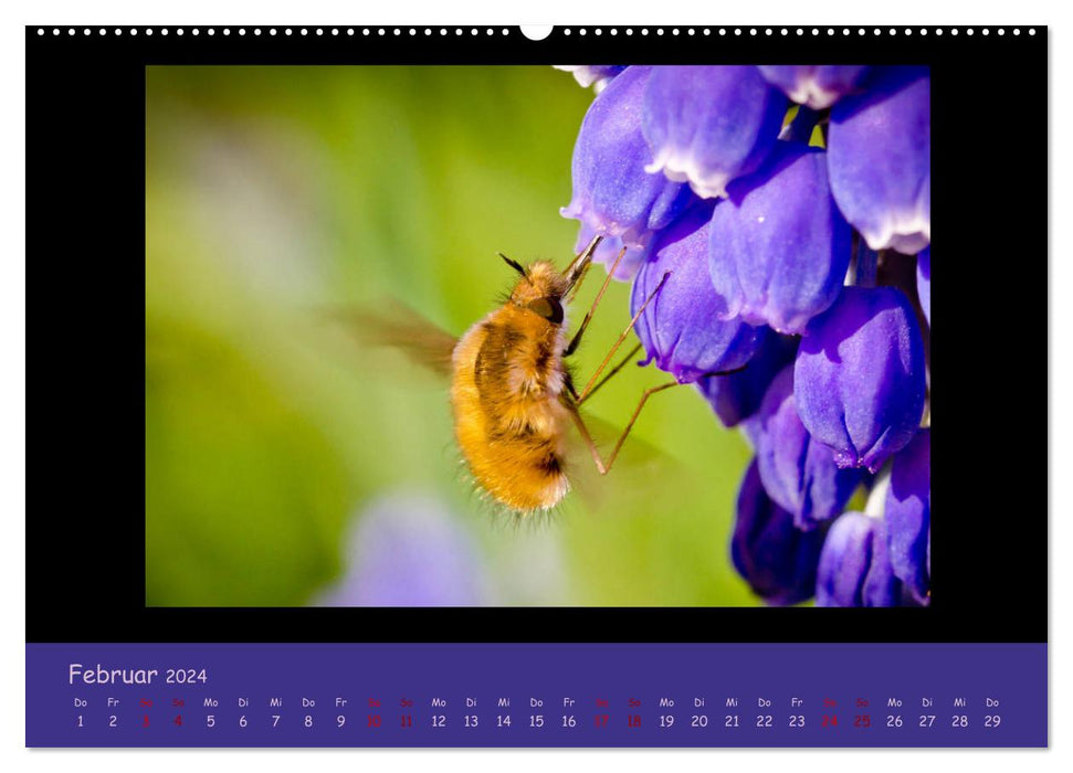 Insekten - wertvolle Gäste im Garten (CALVENDO Premium Wandkalender 2024)