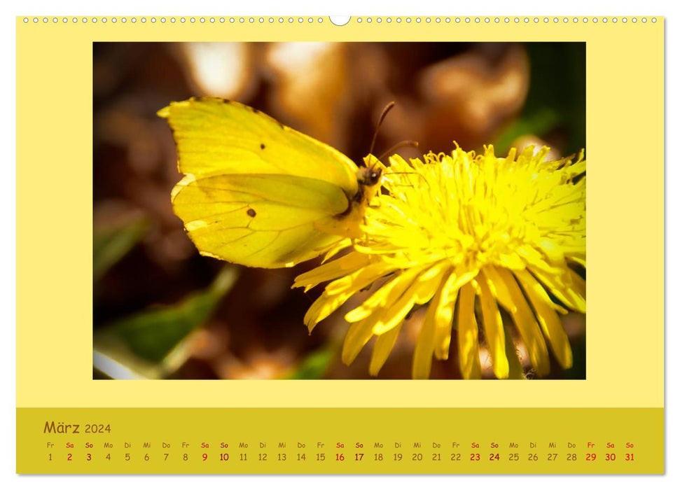 Insekten - wertvolle Gäste im Garten (CALVENDO Premium Wandkalender 2024)