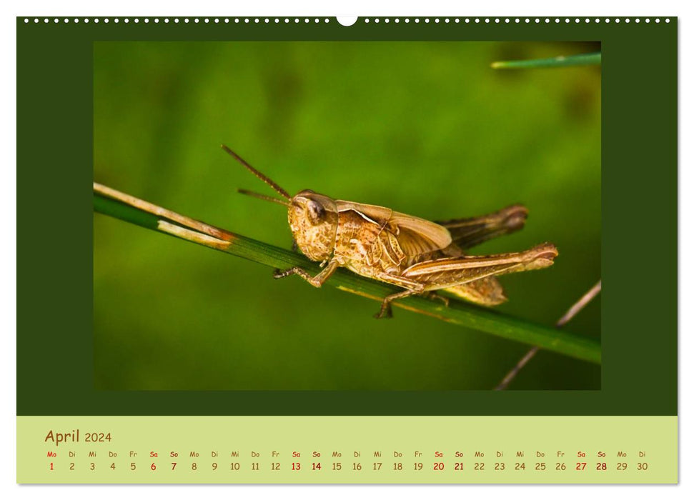 Insekten - wertvolle Gäste im Garten (CALVENDO Premium Wandkalender 2024)