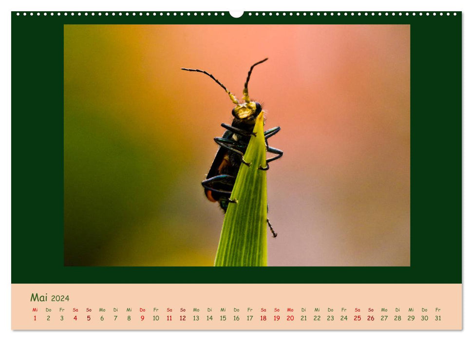 Insekten - wertvolle Gäste im Garten (CALVENDO Premium Wandkalender 2024)