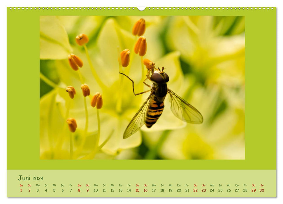 Insekten - wertvolle Gäste im Garten (CALVENDO Premium Wandkalender 2024)