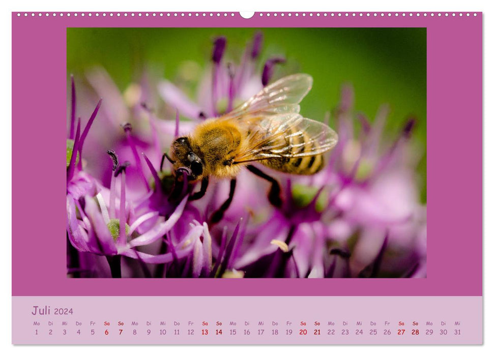 Insekten - wertvolle Gäste im Garten (CALVENDO Premium Wandkalender 2024)